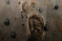 Arthopyrenia cinereopruinosa